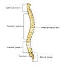 Spinal cord