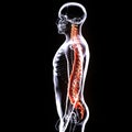 3d illustrarion human body spinal cord of a human body parts