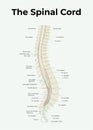 The spinal cord medical illustretion human anatomy Royalty Free Stock Photo