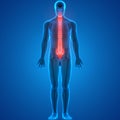 Spinal cord a Part of Human Skeleton Anatomy Royalty Free Stock Photo