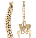 Spinal cord and pelvis . Medically accurate reference