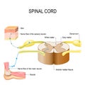 Spinal cord. Reflex arc neural pathway Royalty Free Stock Photo