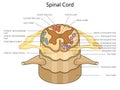 Spinal cord structure diagram medical science Royalty Free Stock Photo