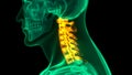 Spinal Cord Vertebral Column Cervical Vertebrae of Human Skeleton System Anatomy Royalty Free Stock Photo