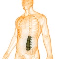 Spinal Cord Vertebral Column Lumbar Vertebrae of Human Skeleton System Anatomy