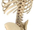 Spinal fixation system - titanium bracket. Medically accurate Royalty Free Stock Photo