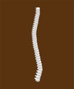 Spinal isometric isolated. 3D Bones. Human bone system