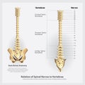 Spinal Nerves and Vertebrae Segments and Roots