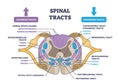 Spinal tracts with medical ascending and descending parts outline diagram Royalty Free Stock Photo