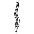 Spinal vertebral column spine backbone contour outline icon black color vector illustration flat style image Royalty Free Stock Photo