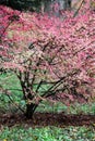 Spindle bush in autumn