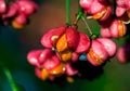 Spindle tree