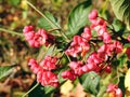 Spindle tree in autumn, Lithuania Royalty Free Stock Photo