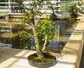 Spindle tree - Bonsai in the style of