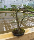 Spindle tree - Bonsai in the style of