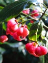 Spindle tree Royalty Free Stock Photo