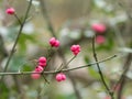 Spindle Tree Fruits in Autumn
