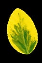 Spindle tree leaf, yellow, green Royalty Free Stock Photo