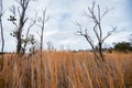 Spindly dead trees in dramatic expansive wetland Royalty Free Stock Photo