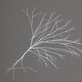 A spindly neuron with branches with bipolar structure Royalty Free Stock Photo