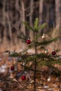 Spindly pine tree with Christmas ornaments Royalty Free Stock Photo