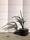 Spindly potted cactus and its shadow on a white building wall Royalty Free Stock Photo