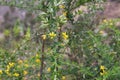 Yellow flowers on spindly tree branches with small green leaves in the mountains of Peru Royalty Free Stock Photo