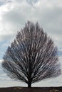 Spindly Tree and Sky Royalty Free Stock Photo