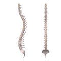 Spine Royalty Free Stock Photo
