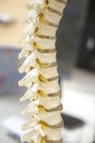 The spine Royalty Free Stock Photo