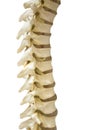 The spine Royalty Free Stock Photo