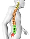 Spine anatomy human body