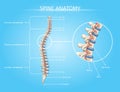 Human Spine Anatomy Vector Medical Infographic Royalty Free Stock Photo