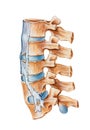 Spine - Ankylosing Spondylitis Royalty Free Stock Photo