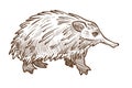 Spine anteater or echidna isolated sketch, Australian animal