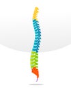 Spine bone vector detailed illustration