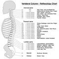 Spine Column Reflexology Chart Vertebrae Royalty Free Stock Photo