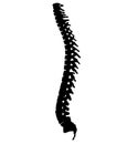 spine cord icon. human spine sing. spine pain medical center symbol. flat style