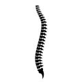 Spine cord vector icon Royalty Free Stock Photo