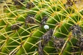 Spine detail of golden barrel cactus with small white snail shell