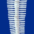 Spine of a dolphin Royalty Free Stock Photo