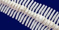 Spine of a dolphin Royalty Free Stock Photo