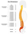 Spine German Labeling Royalty Free Stock Photo