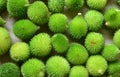 Spine gourd, Momordica dioica, kantola, kantoli, bhat karela and kakaura, a very healthy vegetable close up