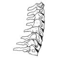 Spine icon, skeletal orthopedic and spinal backbone Royalty Free Stock Photo