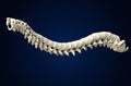 Spine with intervertebral disks, medically 3D illustration