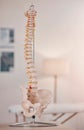 Spine model, bone and chiropractic office on table, desk or display for learning, education or advice. 3D print, human Royalty Free Stock Photo