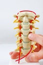 Spine Model with pointing finger Royalty Free Stock Photo