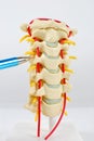 Spine Model with pointing pen