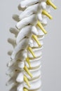 Spine model up close